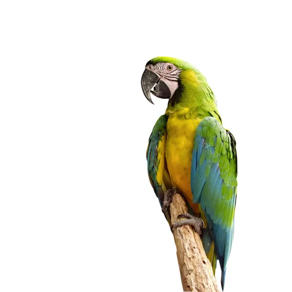 Parrot bird sitting on the perch — Stock Photo, Image