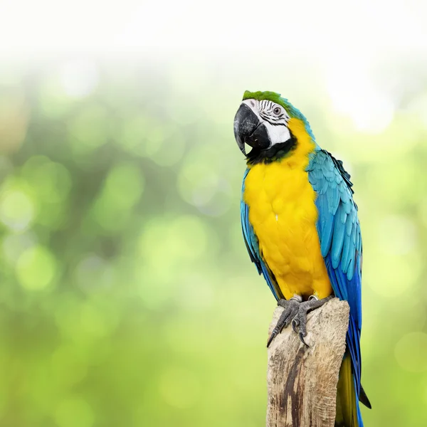 Perroquet oiseau assis sur la perche — Photo