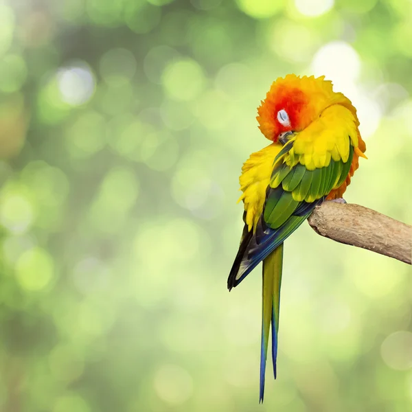 Orange sun conure sleeping on a tree branch — Stock Photo, Image