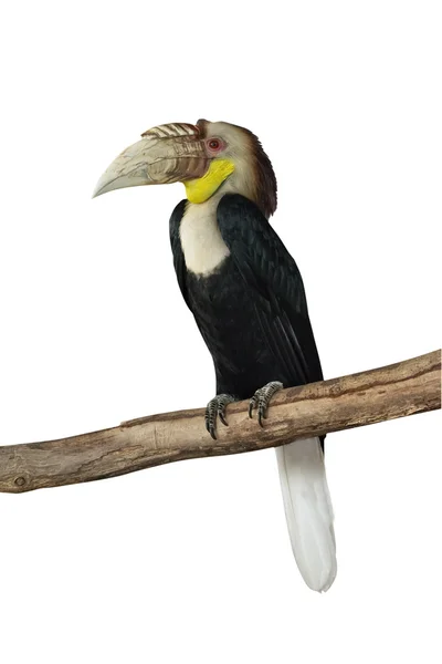 Hornbill couronné avec fond blanc . — Photo