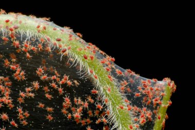 Red Spider Mite 'ın sebze istilasının süper makro fotoğrafı. Böcek konsepti.