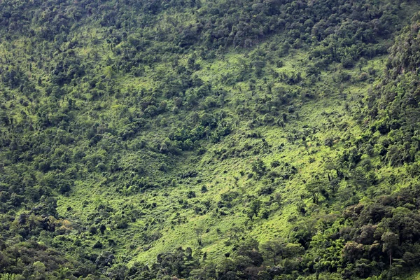 Tropikalny las deszczowy, widok z lotu ptaka — Zdjęcie stockowe