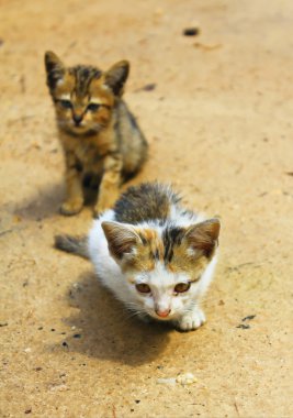 bir kaç küçük yavru kedi