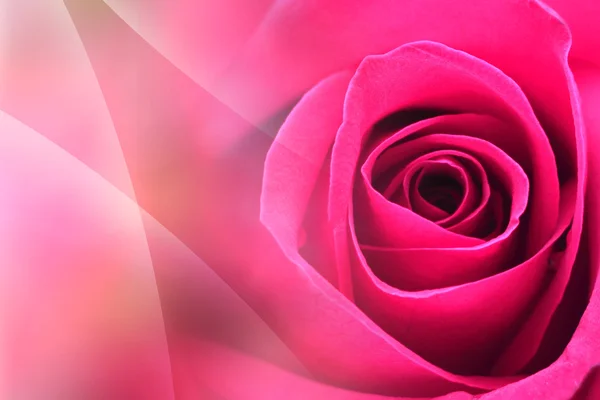 Roses Background — Stock Photo, Image