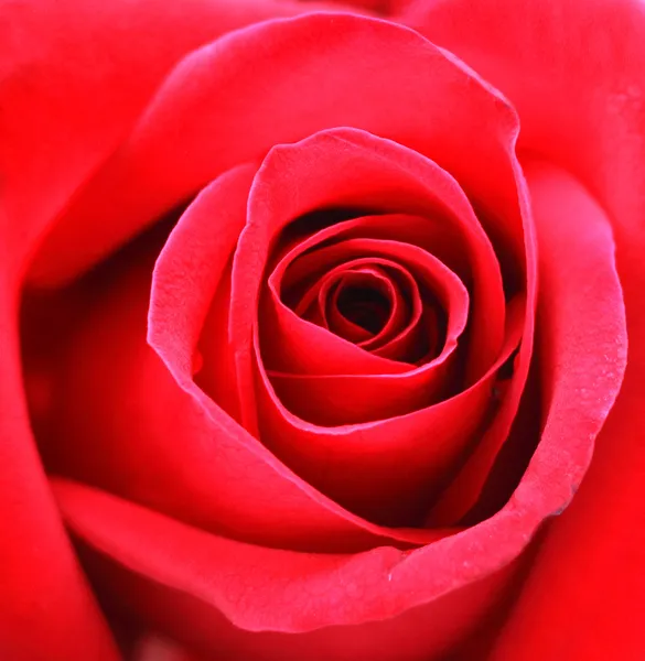 Fondo rosas rojas — Foto de Stock