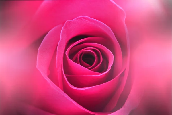 Roses Background — Stock Photo, Image