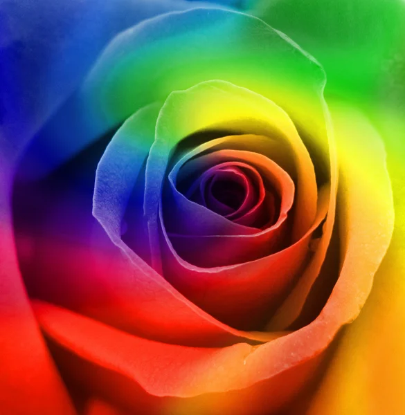 彩虹玫瑰背景 — 图库照片
