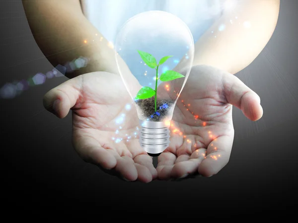 Light bulb in hand — Stock Photo, Image