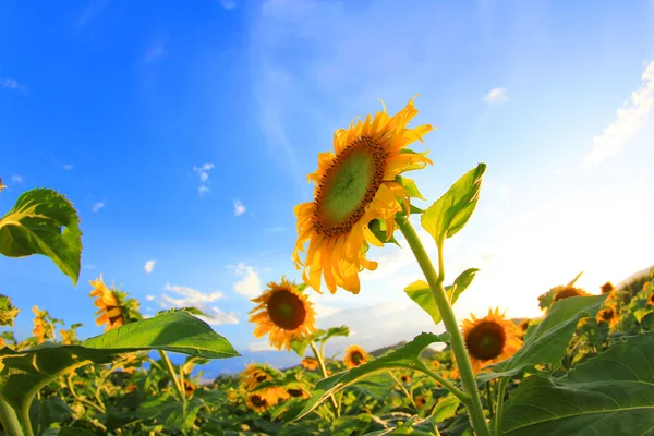 Schöne Sonnenblumen — Stockfoto