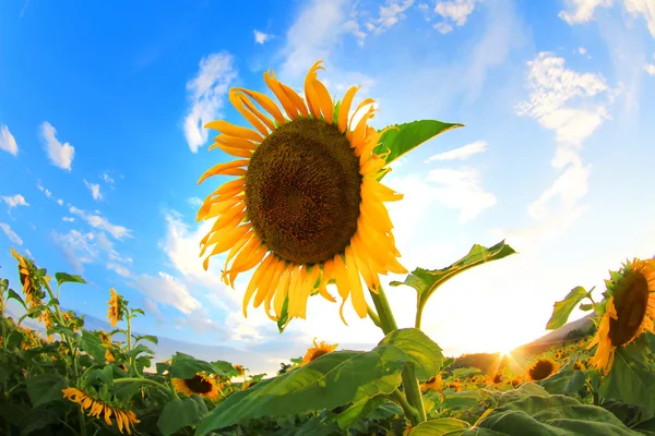 Sonnenblumen — Stockfoto