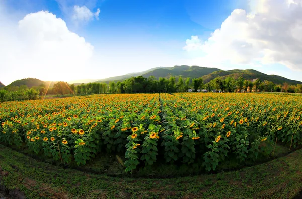 Girasoles en el campo con cielo azul brillante — Foto de Stock