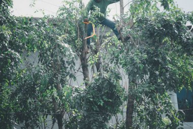 Bahçıvan teleskopik testereyle ağaçları buduyor. Kapat.