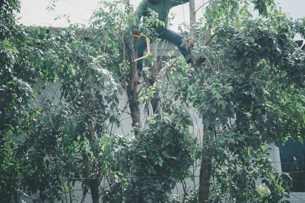 Bahçıvan teleskopik testereyle ağaçları buduyor. Kapat.