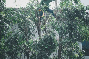 Bahçıvan teleskopik testereyle ağaçları buduyor. Kapat.