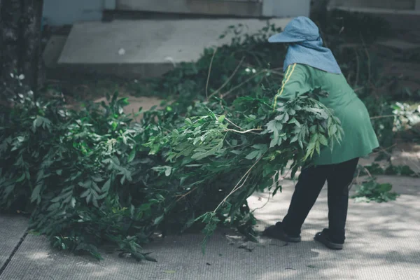 Kvinnliga Trädgårdsarbetare Ren Samla Gren Efter Klippa Trädet — Stockfoto