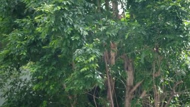 Bahçıvan makasla ağaç buduyor. Yavaş çekim