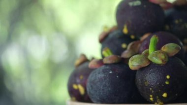 Yapraklı mor mangosteen karesi, mangosteen tropik meyvelerin kraliçesidir.