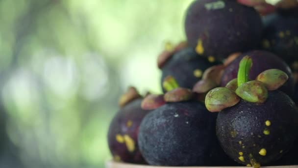 Panning Shot Purple Mangosteen Leaves Mangosteen Queen Tropical Fruit — Video Stock