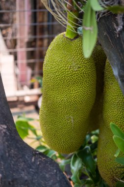 Çiğ meyveler evdeki meyvelerden sarkıyor.