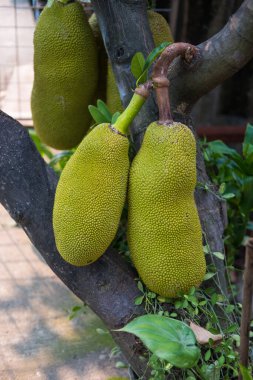 Çiğ meyveler evdeki meyvelerden sarkıyor.