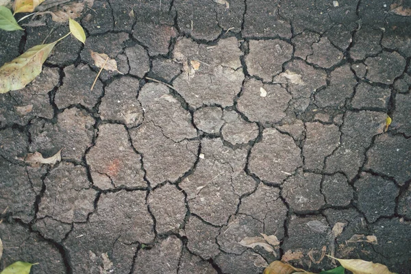 乾燥した葉で粉砕された地面 背景のために割れた地面 トップビューとクローズアップ — ストック写真