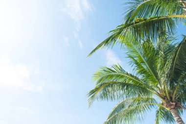 Mavi gökyüzü arka planında hindistan cevizi ağacı. Güzel hindistan cevizi palmiyeleri