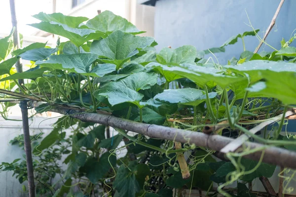 Bamboo Stand Growing Pumpkins Thai Home Style Garden — Zdjęcie stockowe