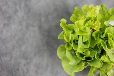 Taze yeşil meşe yaprağı sebze ya da salata, hidrofonik sebze taze yeşil meşe marulu.