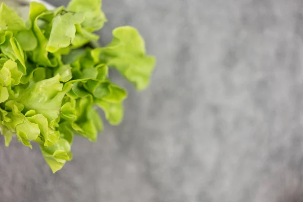 Fresh green oak lettuce leaves vegetable or salad, hydroponic vegetables fresh green oak lettuce