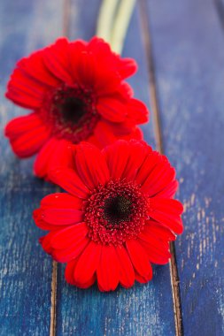 Gerber çiçek ahşap yüzeye