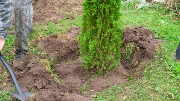 Gärtner Pflanzt Thuja Bäumchen Mit Wurzeln Garten — Stockvideo