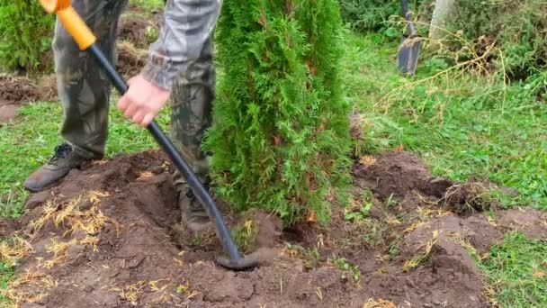 Close Planting Young Thuja Tree Hole Workers Planting Tree Hand — Stock Video