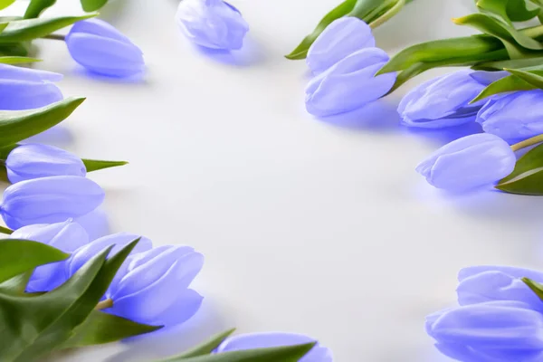 Tulipany Kwiaty Bukiet Modnym Kolorze Roku 2022 Bardzo Peri Inspirowane — Zdjęcie stockowe