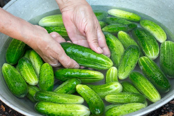 Pickling cucumbers in the countryside in the garden. Fresh cucumbers. Processing of the autumn harvest.