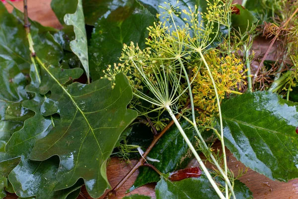 Fermentazione Cetrioli Vasetti Vetro Cetrioli Crudi Fiori Aneto Foglia Ciliegio — Foto Stock