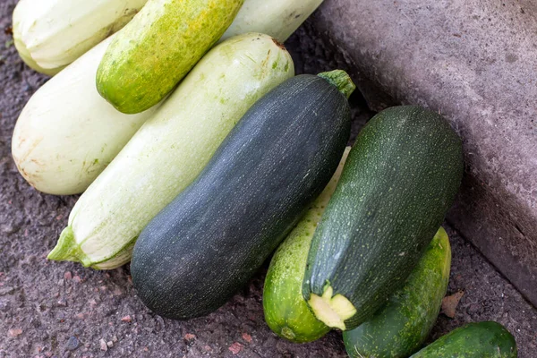 Zucchini harvest in summer. Marrow vegetables. Fresh courgette summer harvest. Organic zucchini in the garden.