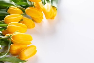 Sarı laleler, bahar çiçekleri, beyaz arka planda izole edilmiş. Kutlama konsepti.