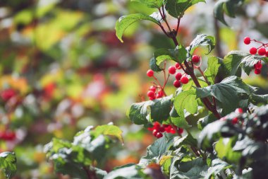 Bilinmeyen bir meyve güneşte güneşleniyor.