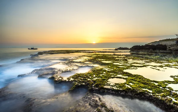 Heaven of moss — Stock Photo, Image