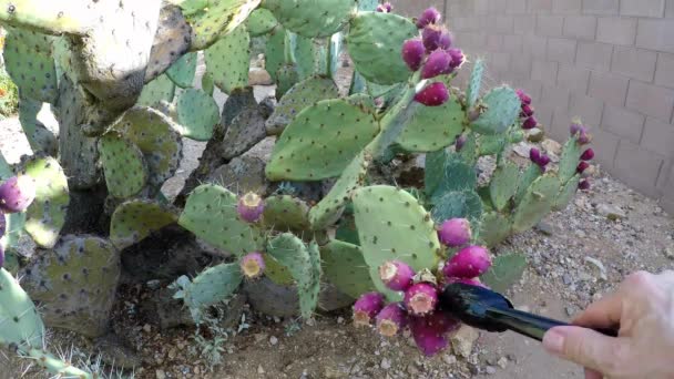 Recoger frutos de pera espinosa de las almohadillas de cactus — Vídeos de Stock