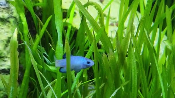 Bedreigde Quitobaquito Pupfish uit het zuiden van Arizona Spring — Stockvideo