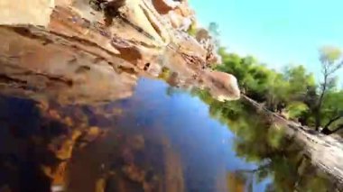 Longfin Dace - Arizona 'daki Sabino Creek' te küçük balıklar