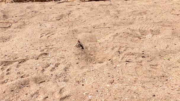 Digger Wasp and Burrow - Sabino Canyon, Tucson, Arizona — Stockvideo