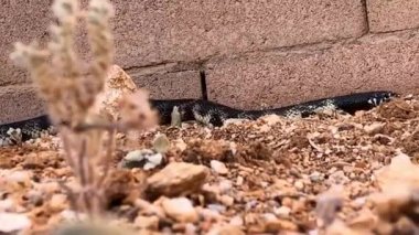 Siyah ve sarı kral yılanı videosu, duvar boyunca ilerliyor