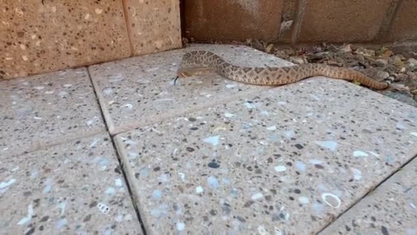 Western diamondback rattlesnake slithering along path — Stockvideo