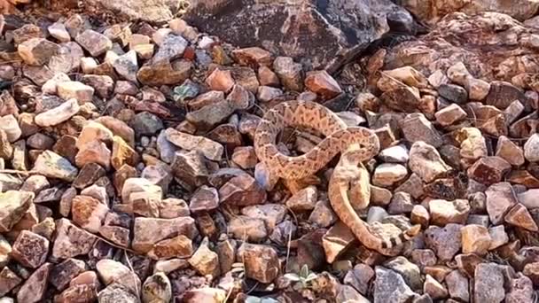 Western diamondback rattlesnake in desert, striking stick — Stockvideo