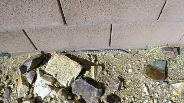 Western diamondback rattlesnake slithering along wall — Vídeo de Stock