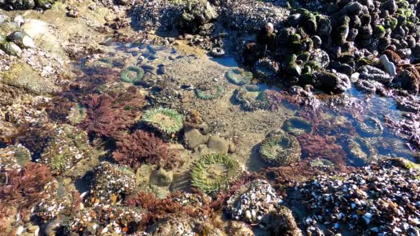 Sea anemones in tidepool - Santa Barbara, California — Stock Video