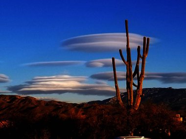 Gün batımında mercek bulutları ve saguaro kaktüsü - Sonoran Çölü