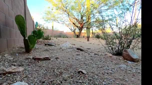 Frisch Geschlüpfte Wachtelbabys Tucson Arizona — Stockvideo